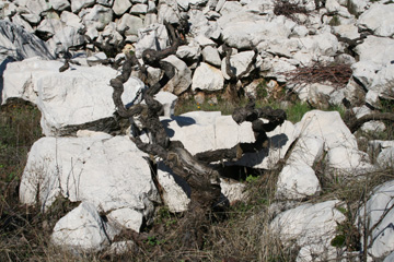 Wine tours - Hotel Villa Dvor